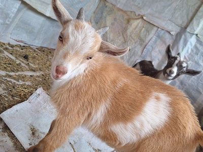 Nigerian dwarf bucklings