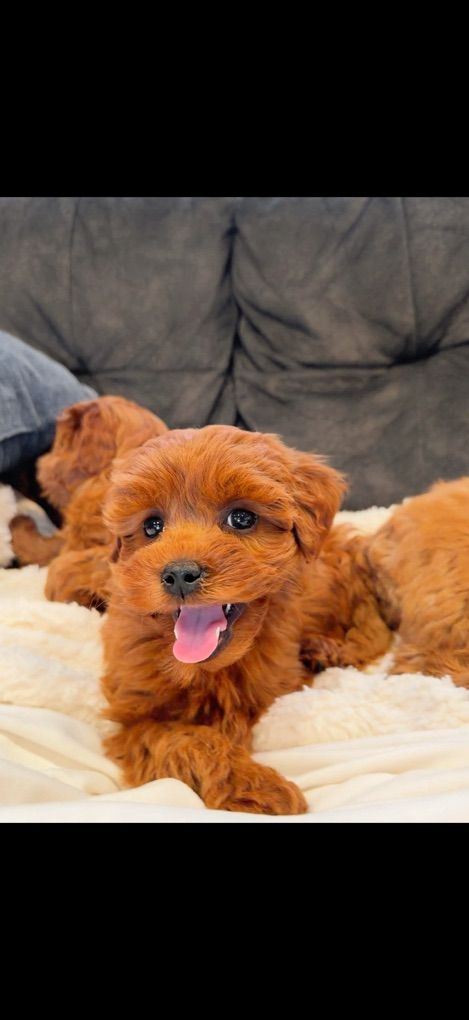 Tiny Deep red Micro-mini Goldendoodle Puppies