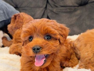 Tiny Deep red Micro-mini Goldendoodle Puppies