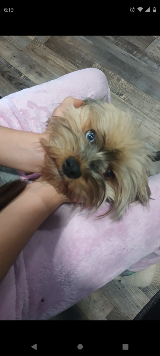 Blue Merle female yorkie