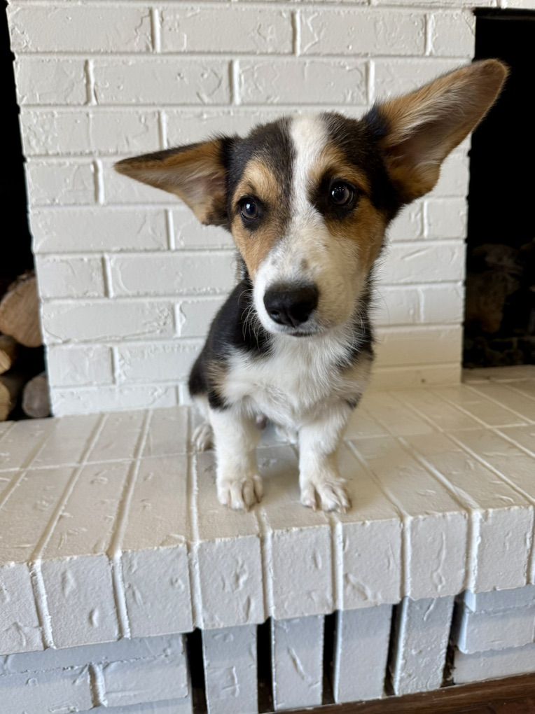 AKC Corgi Male Puppy TRIPLE CLEAR