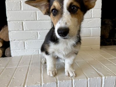 AKC Corgi Male Puppy TRIPLE CLEAR