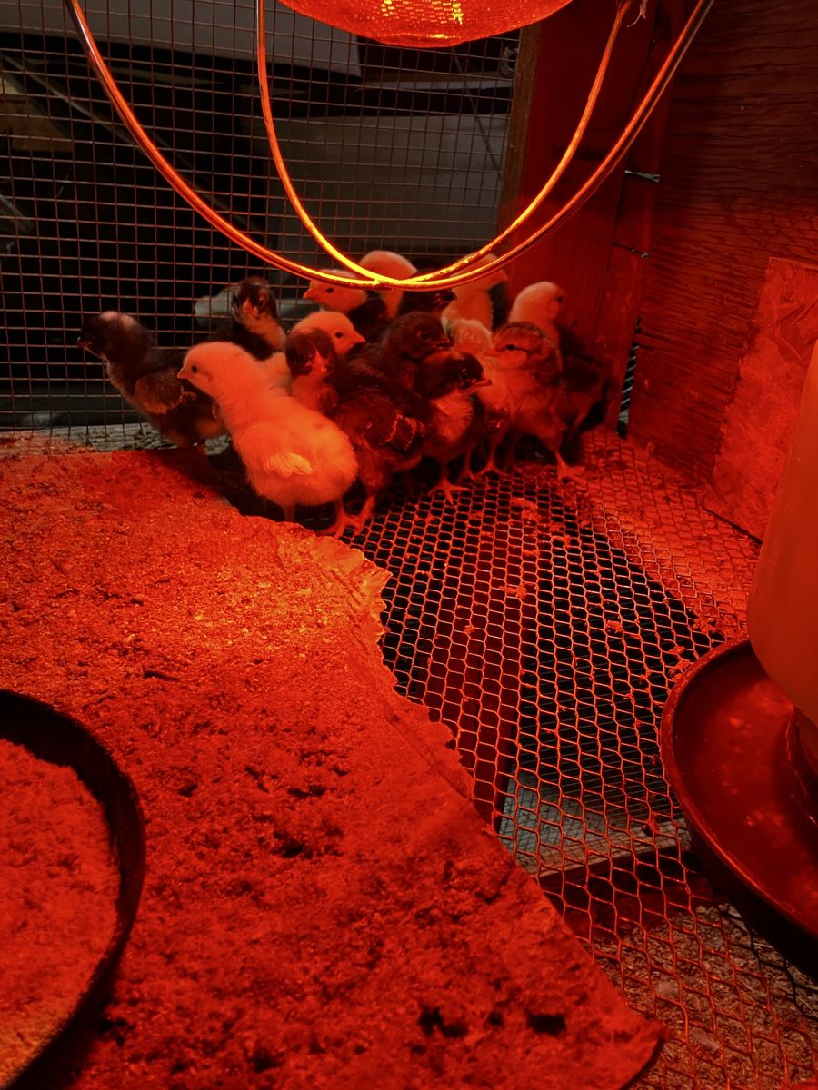 Assorment Of Chicks For Sale