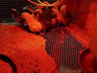 Assorment Of Chicks For Sale