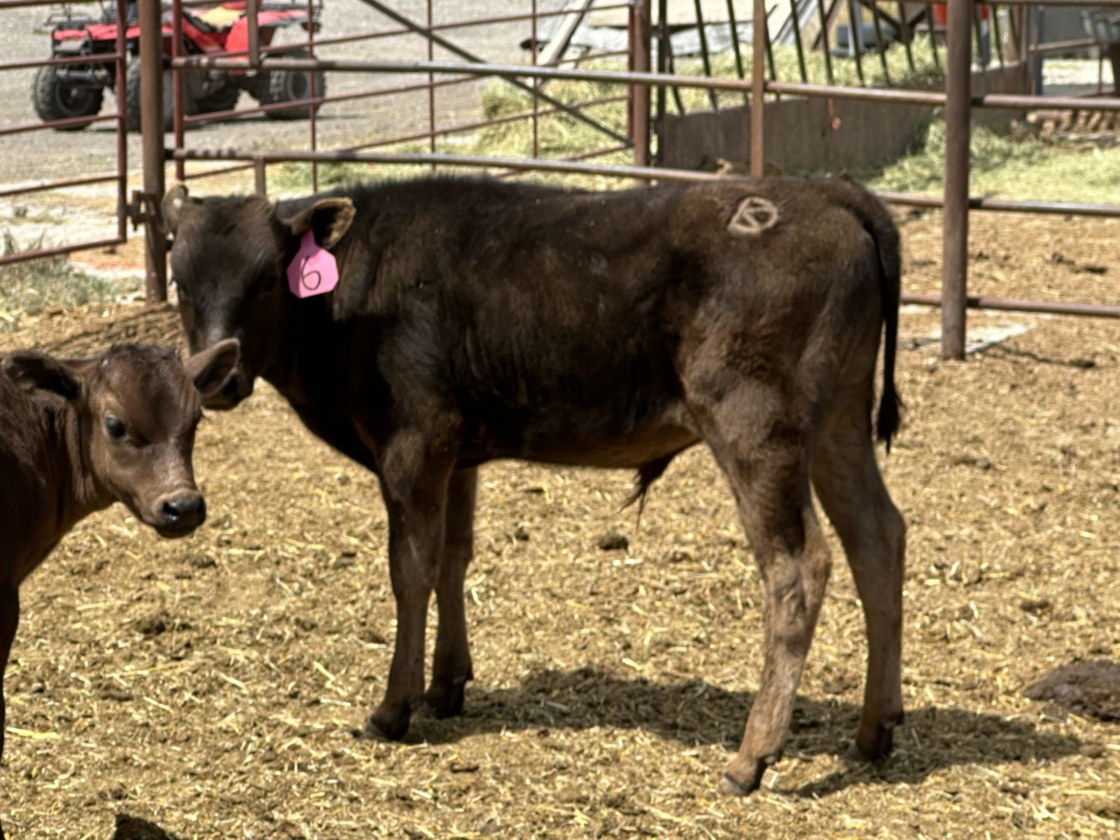 Wagyu Calves ready for pasture