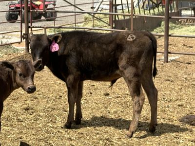 Wagyu Calves ready for pasture