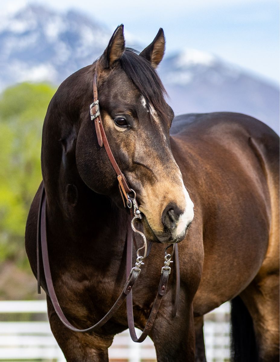 The Redwood Original Stud Horse
