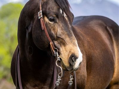The Redwood Original Stud Horse