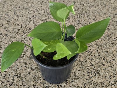 Emerald Pothos Plant