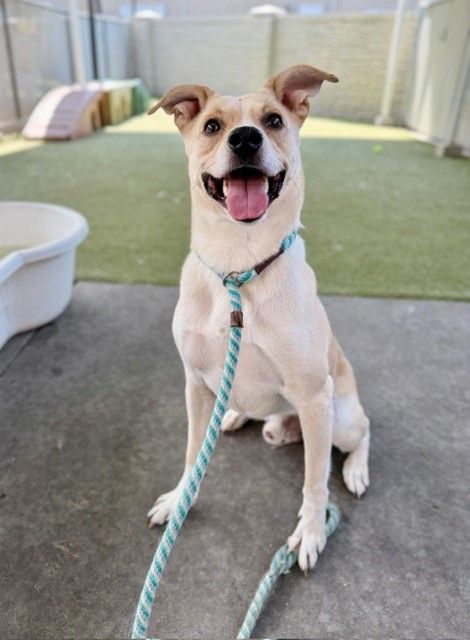 A164277 Carhartt, Available for Adoption