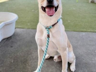 A164277 Carhartt, Available for Adoption