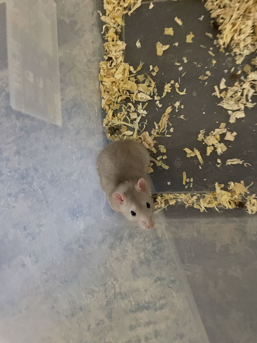Free feeder rat or pet