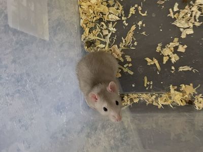 Free feeder rat or pet