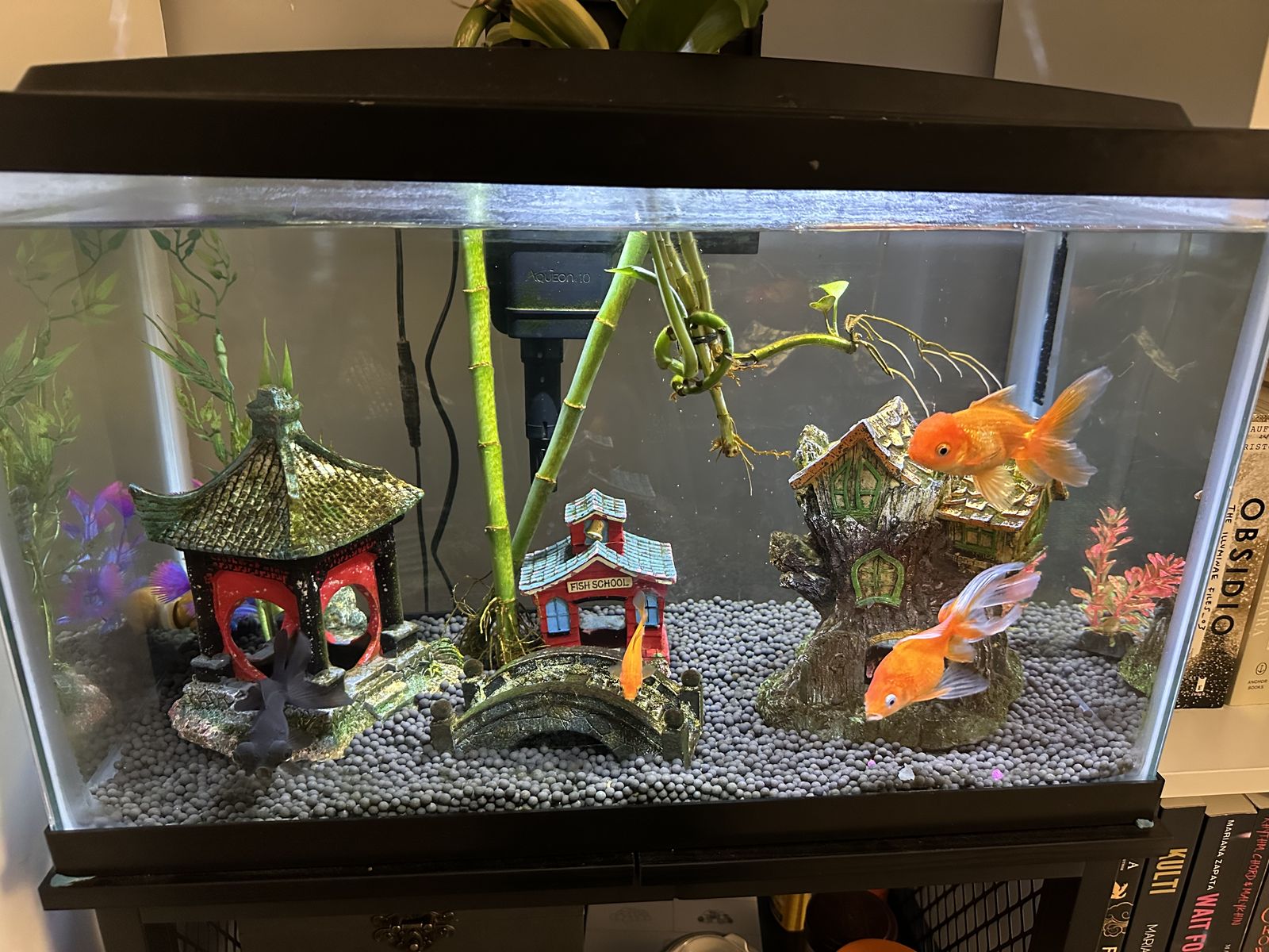 Fish Tank & Supplies