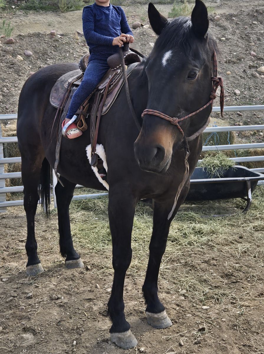 16 year old gelding kids horse.