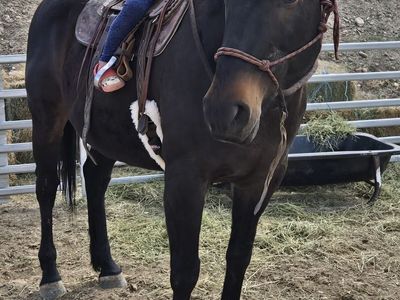 16 year old gelding kids horse.