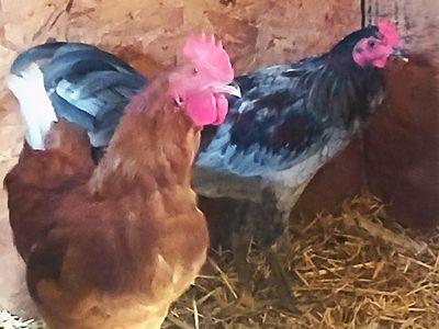 HealthyRoosters, Chickens and Turkeys for Sale