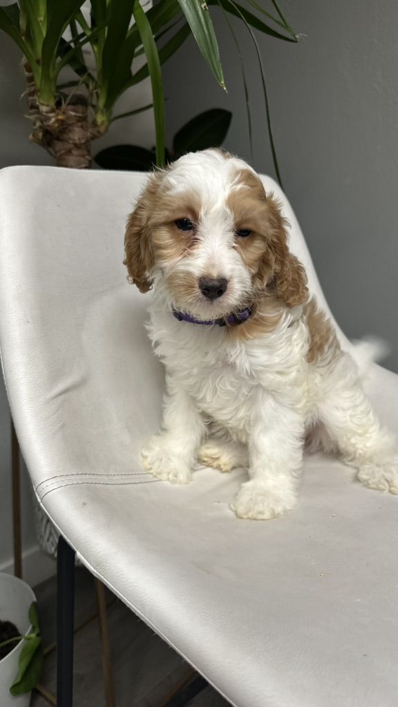 CKC REGISTERED CAVAPOO F1puppies