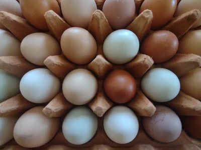 Backyard eggs