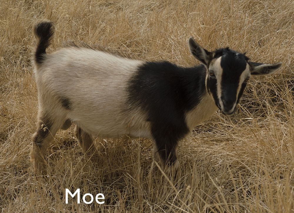 Nigerian Dwarf Goat Kids