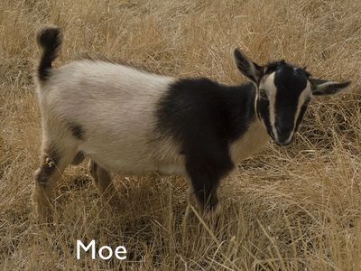 Nigerian Dwarf Goat Kids