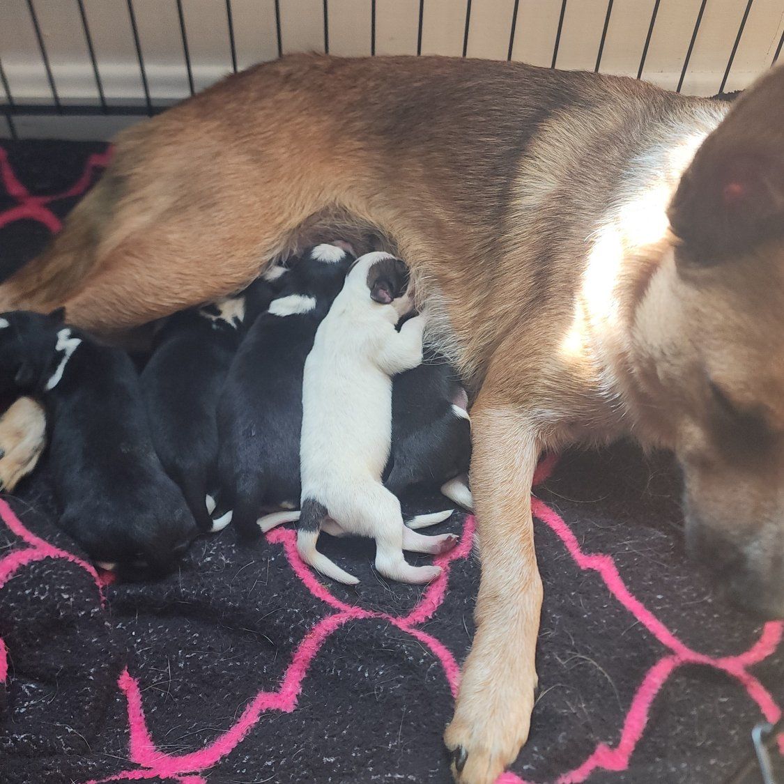 Mini red heeler/ Border Collie Puppies