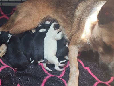 Mini red heeler/ Border Collie Puppies