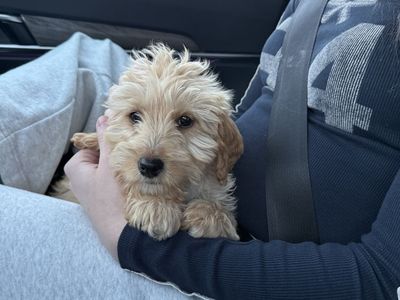 Goldendoodle Puppies