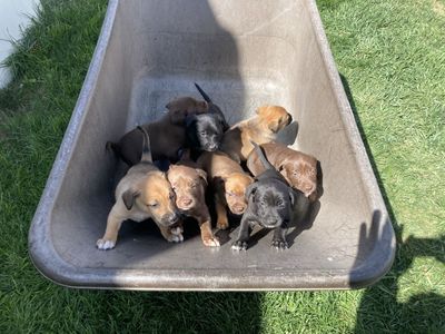 Kelpie Puppies