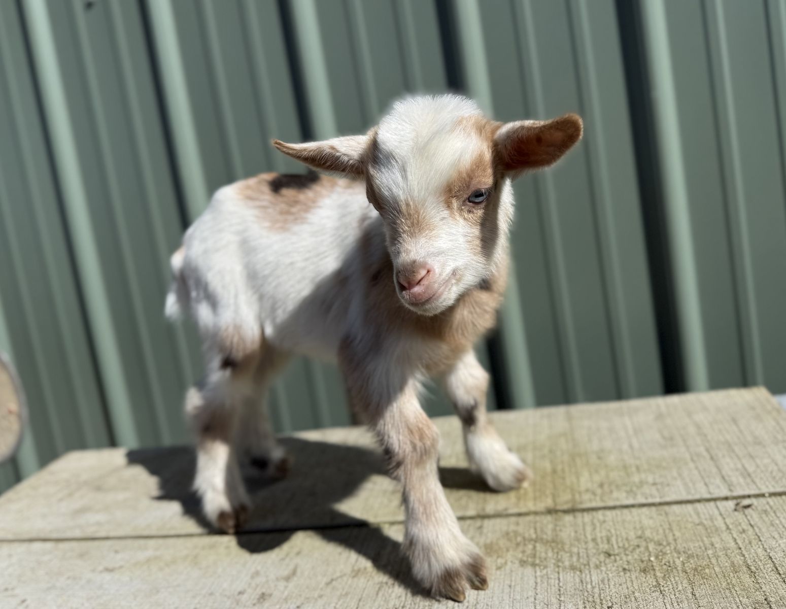 Nigerian dwarf Bottle Buckling