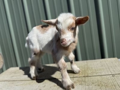 Nigerian dwarf Bottle Buckling