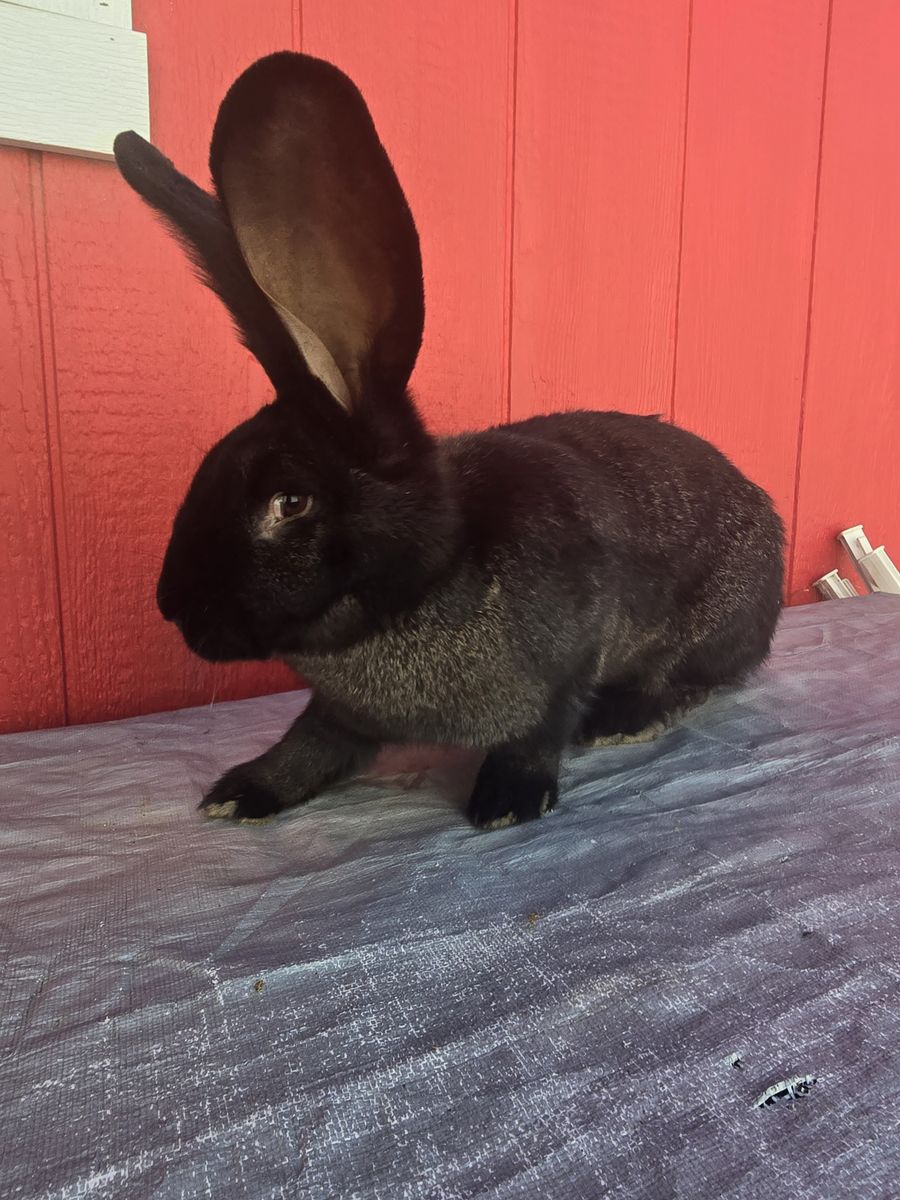 Purebred Continental Giant Female