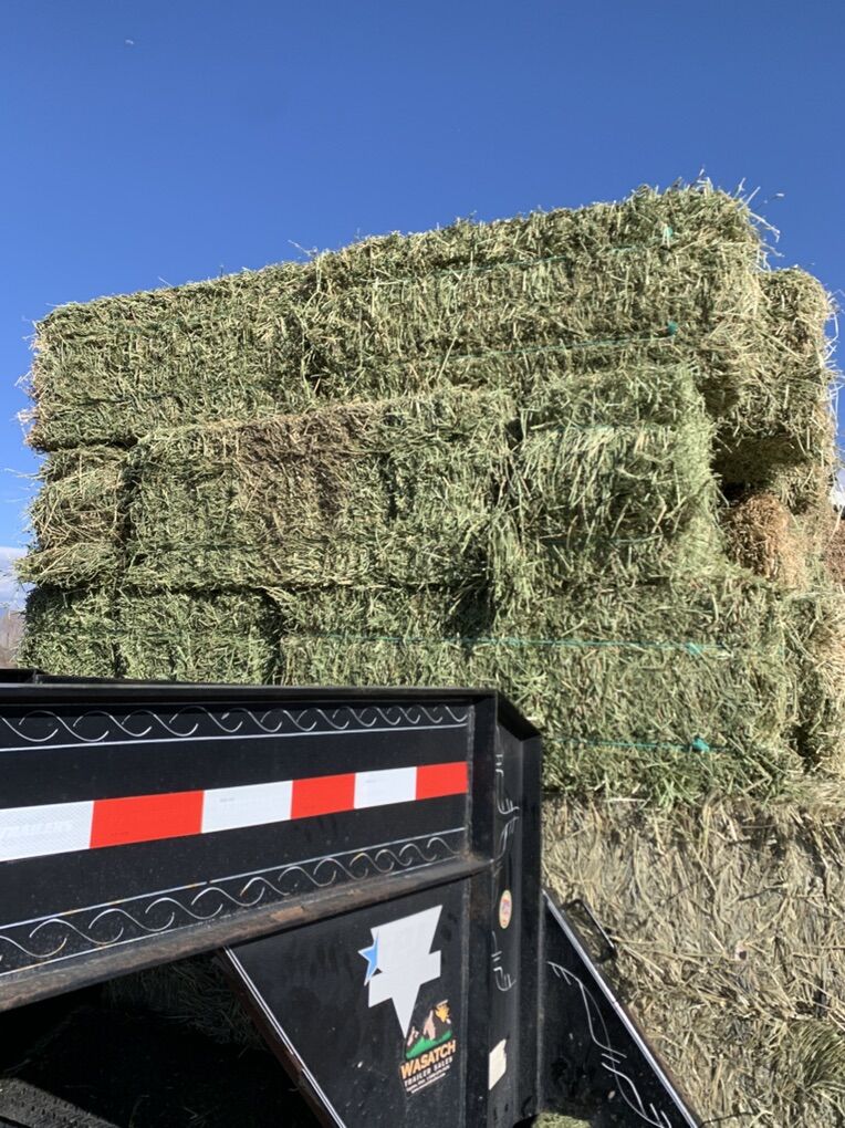Alfalfa Hay