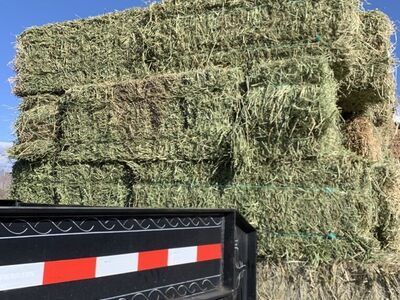 Alfalfa Hay