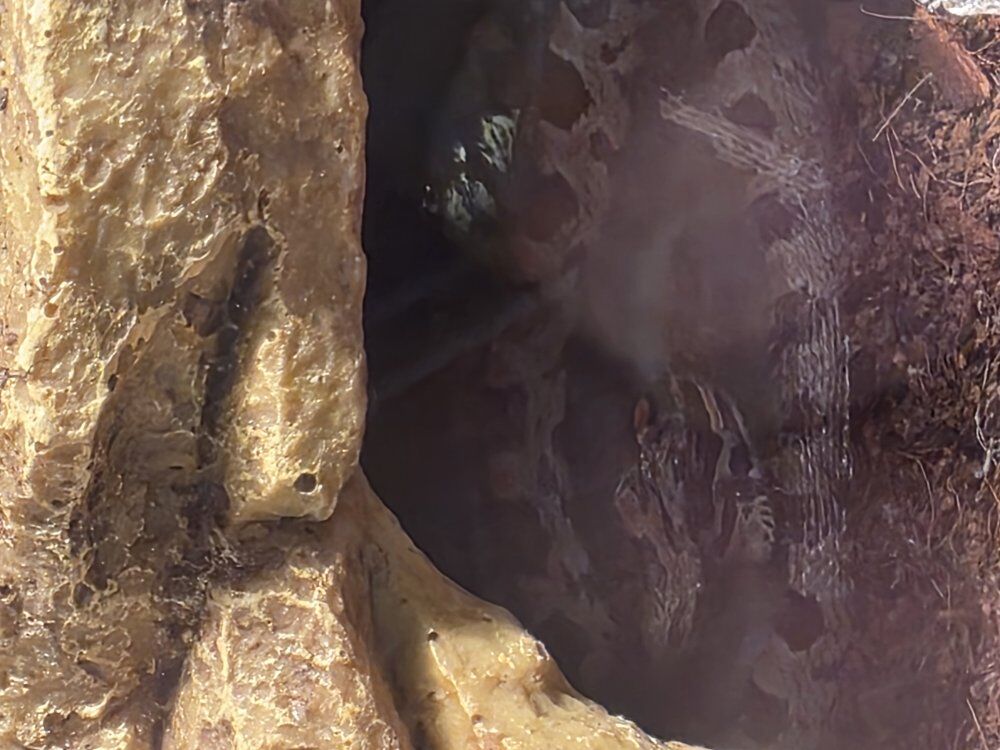 red baby corn snake w/cage