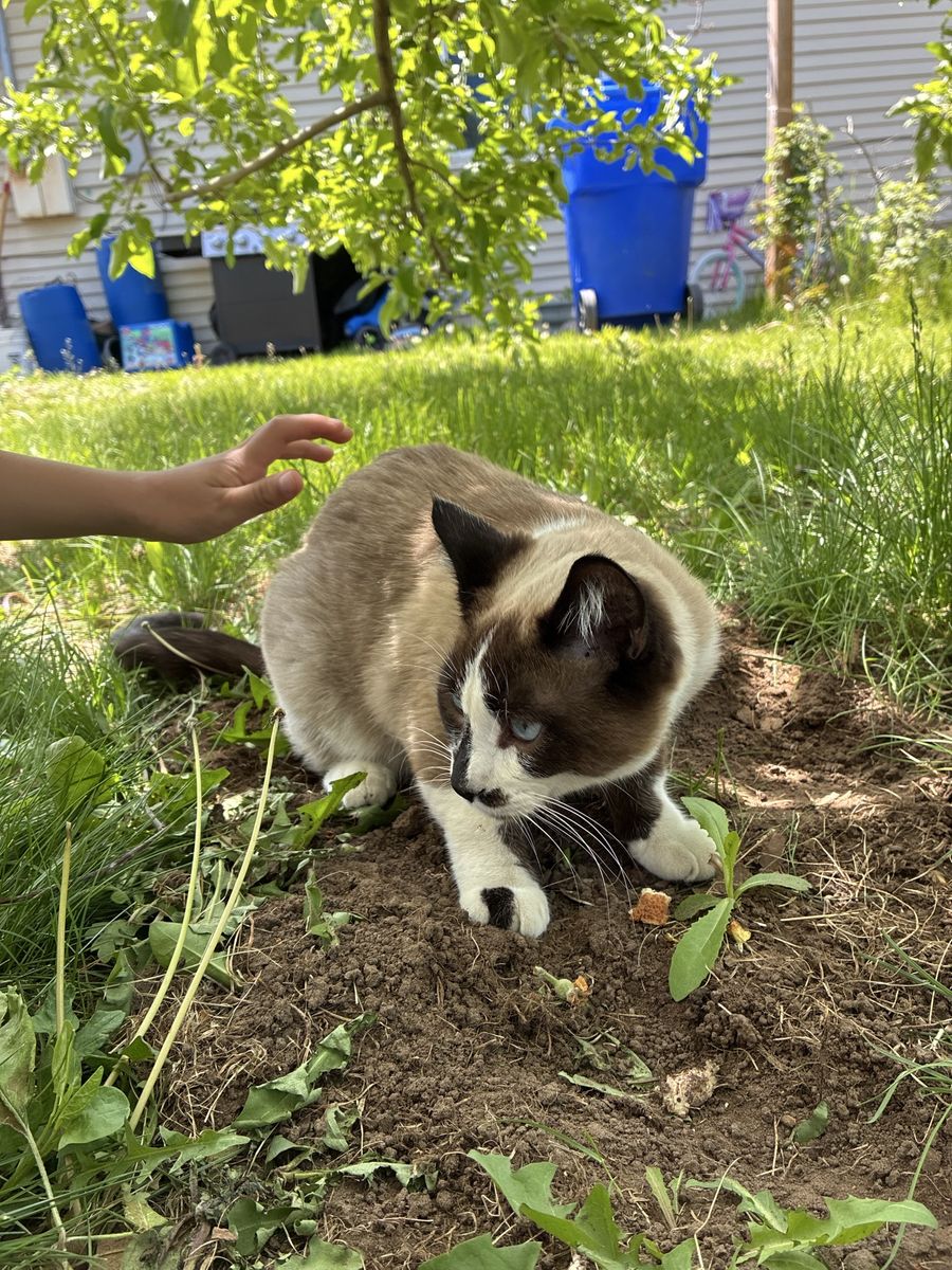 Lost cat