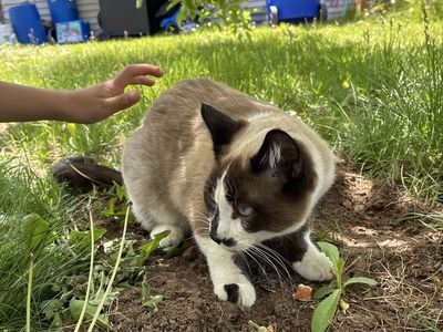 Lost cat