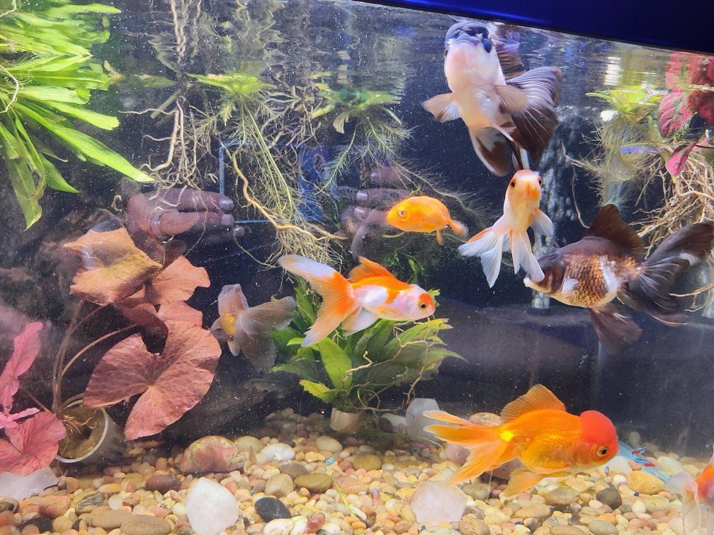 50 gallon tank only