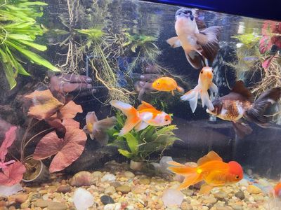 50 gallon tank only