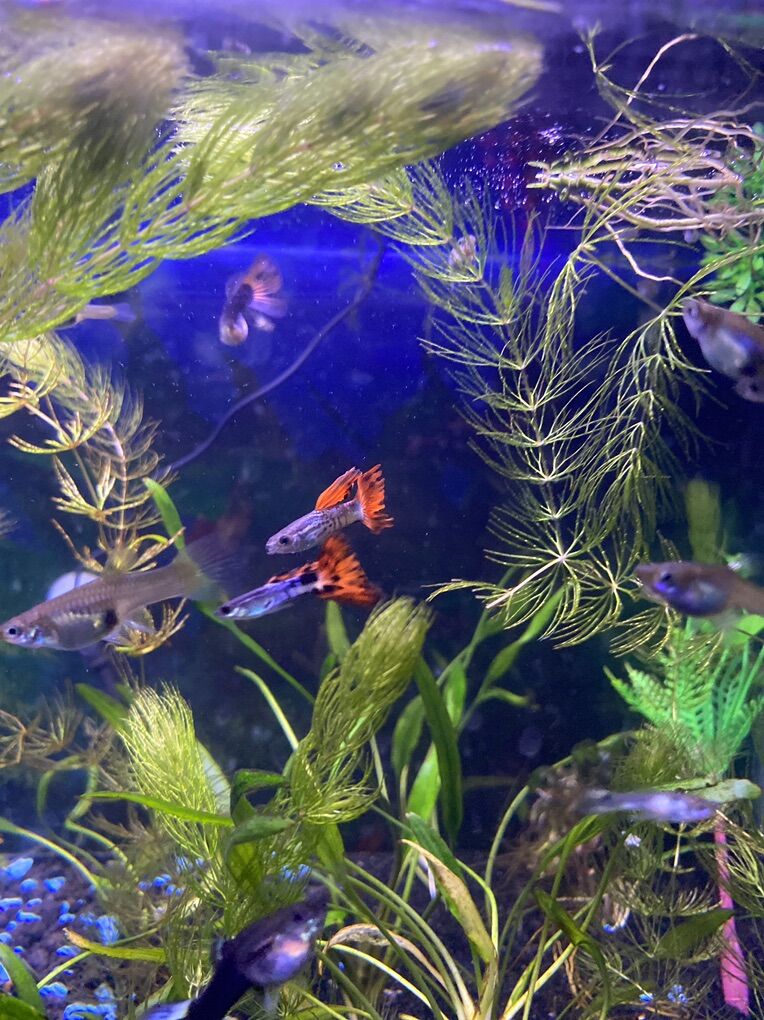 Fan Tail Guppies