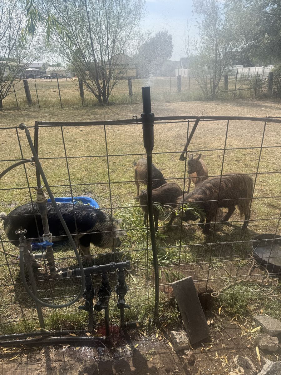 Nigerian dwarf doe