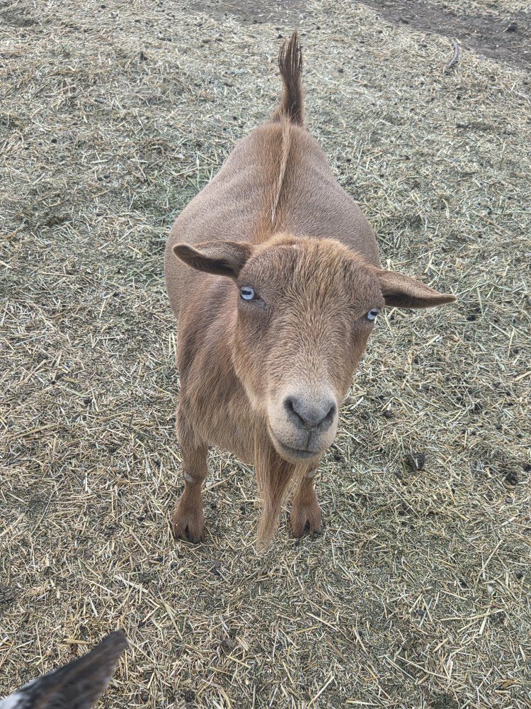Mature Nigerian Dwarf Does