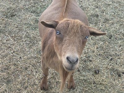 Mature Nigerian Dwarf Does