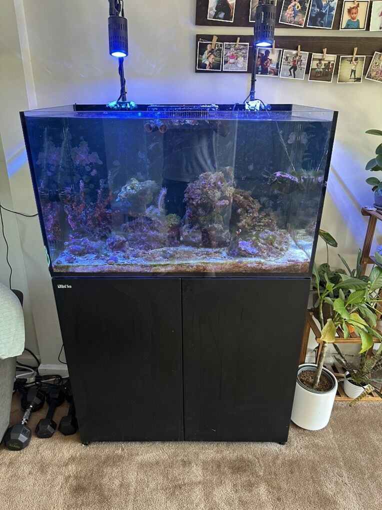 Red Sea 250 55 Gallon Tank And Everything To Go Wi