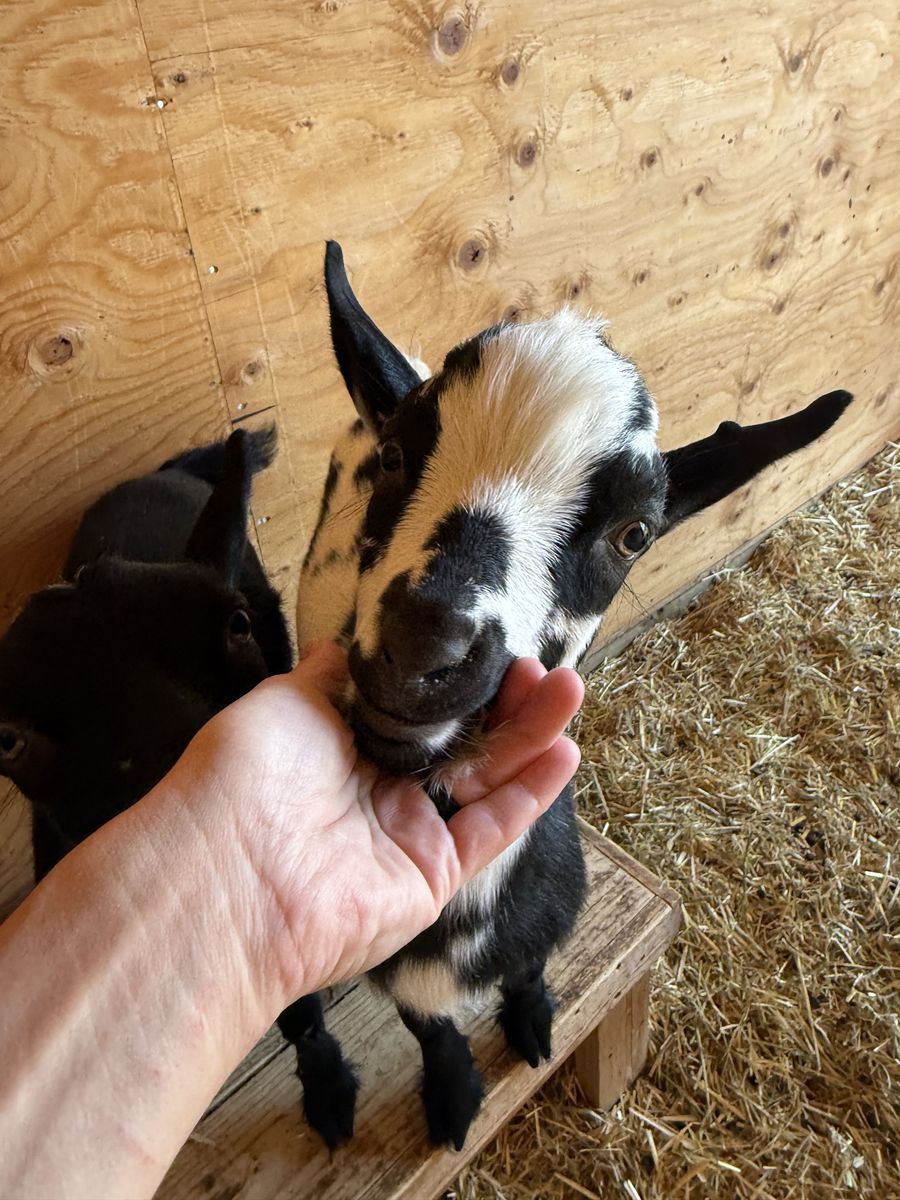 Nigerian Dwarf Goat Pair