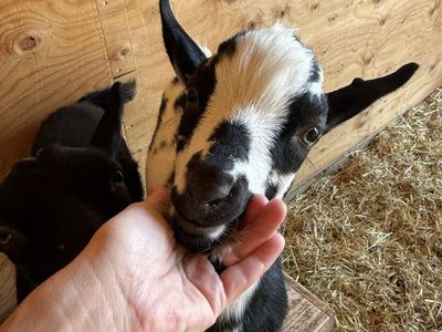 Nigerian Dwarf Goat Pair