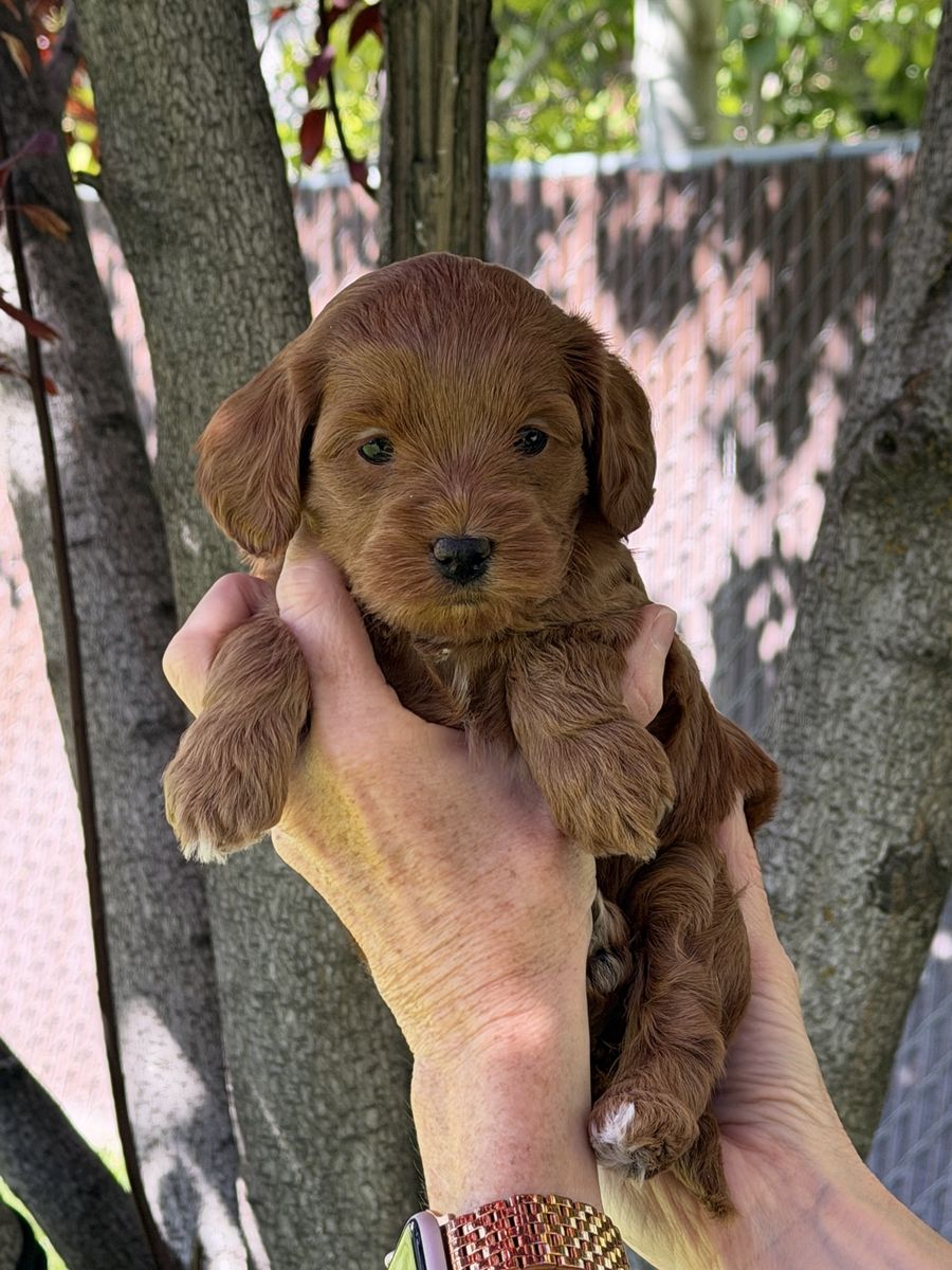 Micro mini multigen teacup golden doodle goldendoodle FEMALES