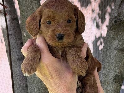 Micro mini multigen teacup golden doodle goldendoodle FEMALES