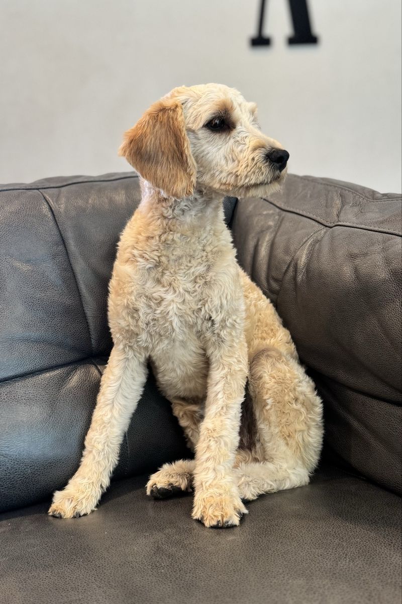 Miniature Golden Doodle Puppy