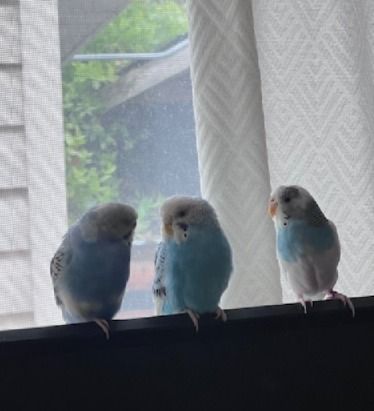 3 Parakeets for Sale